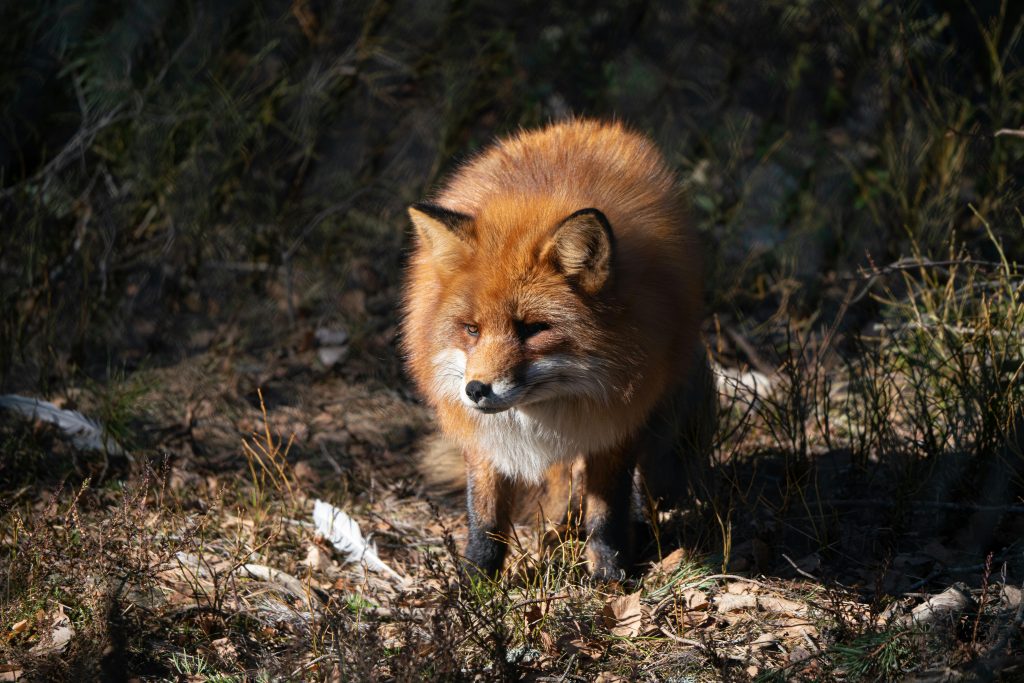 pexels photo 11800334 11800334 Close-up of a red fox in a forest, showcasing its distinctive fur and curious expression.