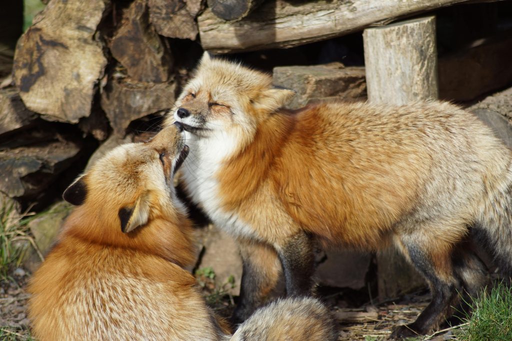 pexels photo 3880184 3880184 A pair of red foxes playfully interacting in a forest setting, showcasing their natural behavior.